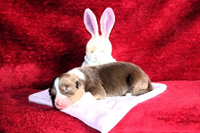 Les chiots de Berger Australien