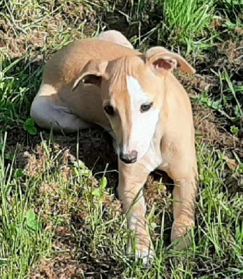 Les chiots de Whippet