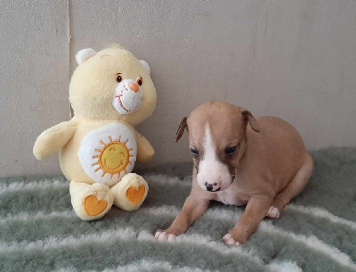 Les chiots de Whippet