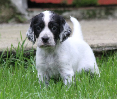 Les chiots de Setter Anglais