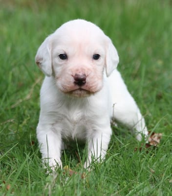 Les chiots de Setter Anglais