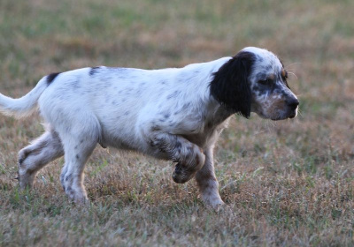 Les chiots de Setter Anglais