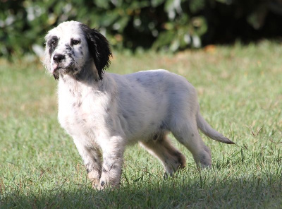 Les chiots de Setter Anglais