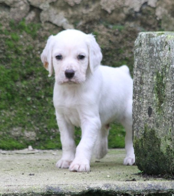 Les chiots de Setter Anglais