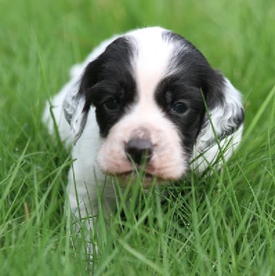 Les chiots de Setter Anglais