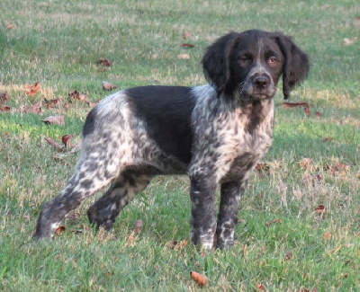 Les chiots de Epagneul Breton