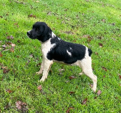 Les chiots de Epagneul Breton