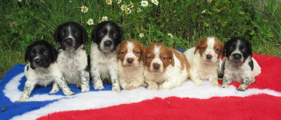 Les chiots de Epagneul Breton