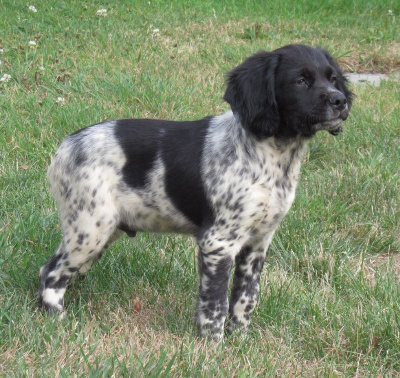 Les chiots de Epagneul Breton