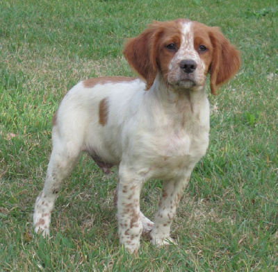 Les chiots de Epagneul Breton