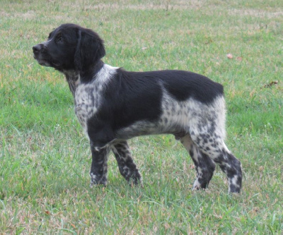 Les chiots de Epagneul Breton