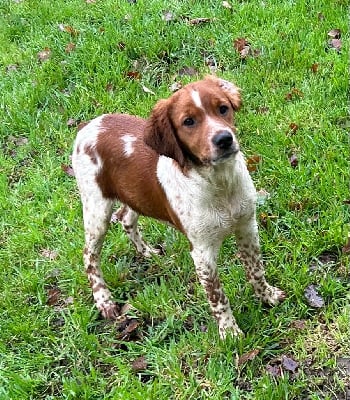 Les chiots de Epagneul Breton