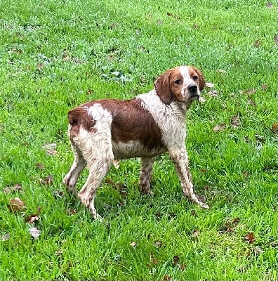 Les chiots de Epagneul Breton