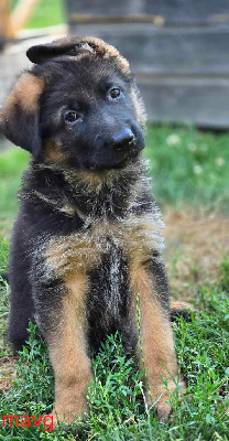 Les chiots de Berger Allemand