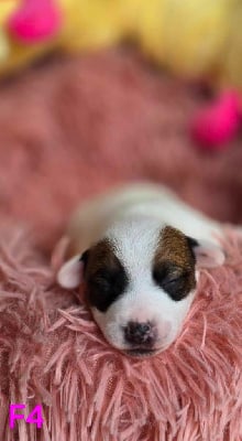 Les chiots de Jack Russell Terrier