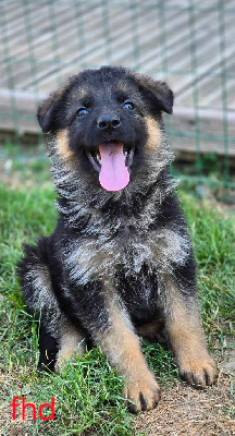 Les chiots de Berger Allemand