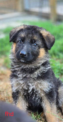 Les chiots de Berger Allemand