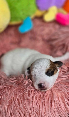 Les chiots de Jack Russell Terrier