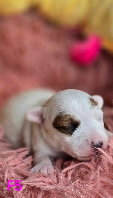 Les chiots de Jack Russell Terrier