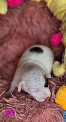 Les chiots de Jack Russell Terrier