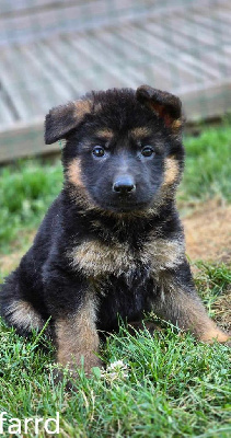 Les chiots de Berger Allemand