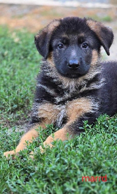 Les chiots de Berger Allemand