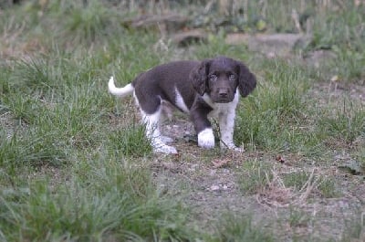 Les chiots de Petit Epagneul de Münster