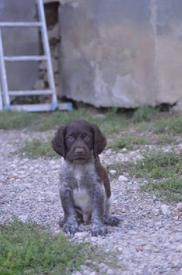 Les chiots de Petit Epagneul de Münster