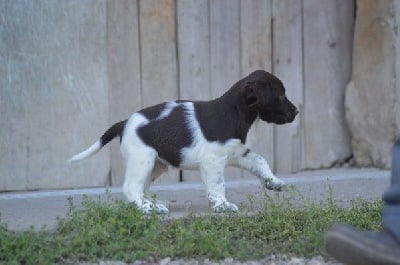 Les chiots de Petit Epagneul de Münster