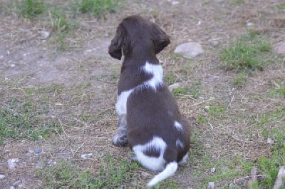 Les chiots de Petit Epagneul de Münster