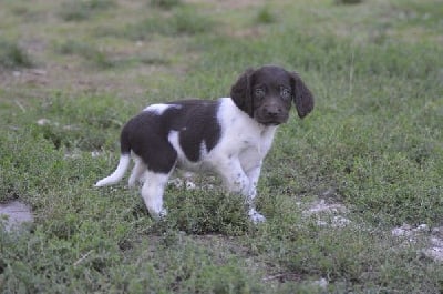 Les chiots de Petit Epagneul de Münster