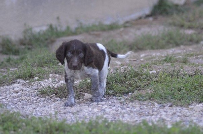 Les chiots de Petit Epagneul de Münster