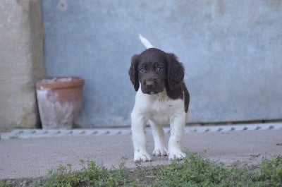 Les chiots de Petit Epagneul de Münster