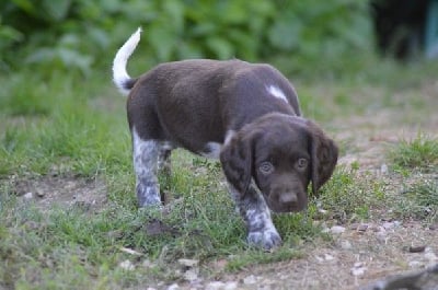 Les chiots de Petit Epagneul de Münster