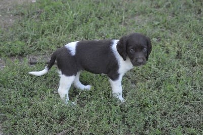 Les chiots de Petit Epagneul de Münster