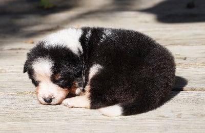 Les chiots de Berger Australien