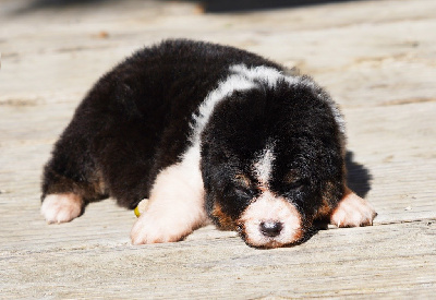 Les chiots de Berger Australien