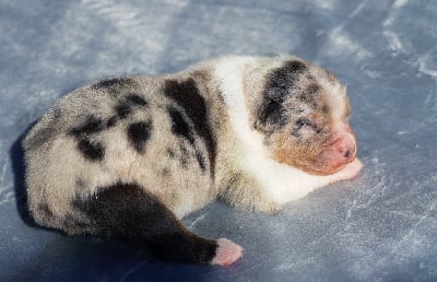 Les chiots de Berger Australien