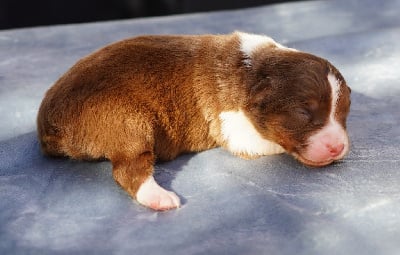 Les chiots de Berger Australien