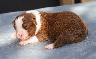 Les chiots de Berger Australien