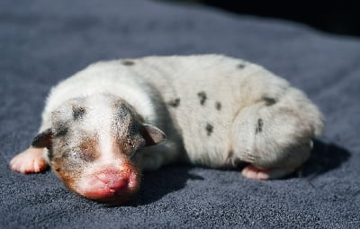 Les chiots de Berger Australien