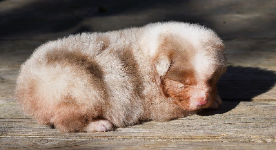 Les chiots de Berger Australien