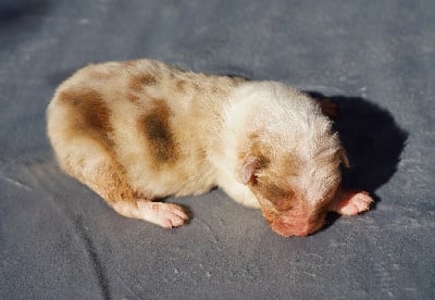 Les chiots de Berger Australien