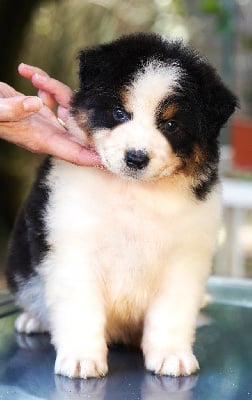 Les chiots de Berger Australien