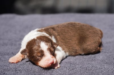 Les chiots de Berger Australien