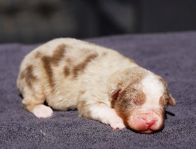 Les chiots de Berger Australien