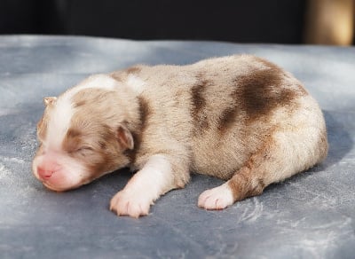 Les chiots de Berger Australien