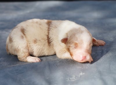 Les chiots de Berger Australien