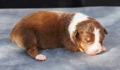 Les chiots de Berger Australien