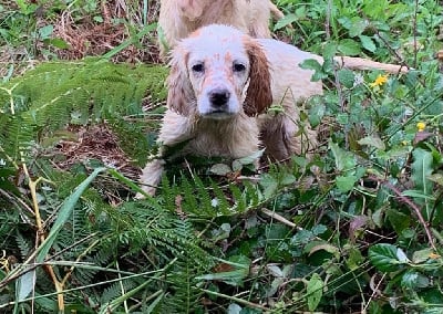 Les chiots de Setter Anglais